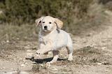 GOLDEN RETRIEVER 530
